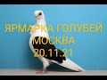 ЯРМАРКА ГОЛУБЕЙ. МОСКВА.20.11.21#ярмарка#голуби#рынок#pigeon#tauben