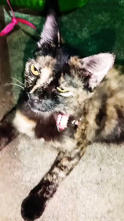My Cat Bibi Pakul Playing on the tail #cats #cute #shorts #animallovers #catlovers #kitten #cats