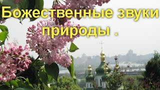 Божественные звуки природы .  Утреннее пение птиц в деревне.