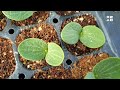 토마토,단호박,참외,수박,멜론,상추,셀러리등 씨앗 심기ㅣSeedling Growing in Trays(tomato,watermelon,pumpkin,Lettuce,melon)