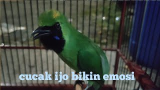 pancingan cucak ijo emosi gacor dor