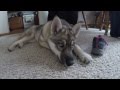 Gerberian shepsky  german shepherd siberian husky mix