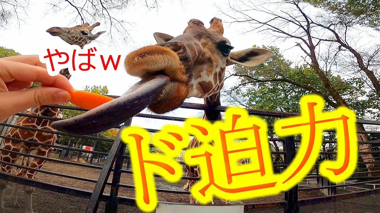 猛暑で苦しいキリン アオイさん、ありがとう！ Giraffe(キリン) ～ 多摩動物公園