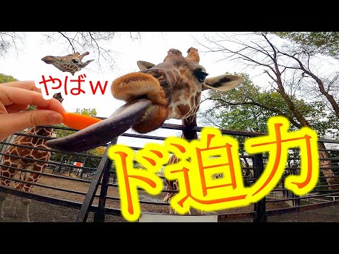 猛暑で苦しいキリン BHEDwtlCUAAzlSh.jpg:large