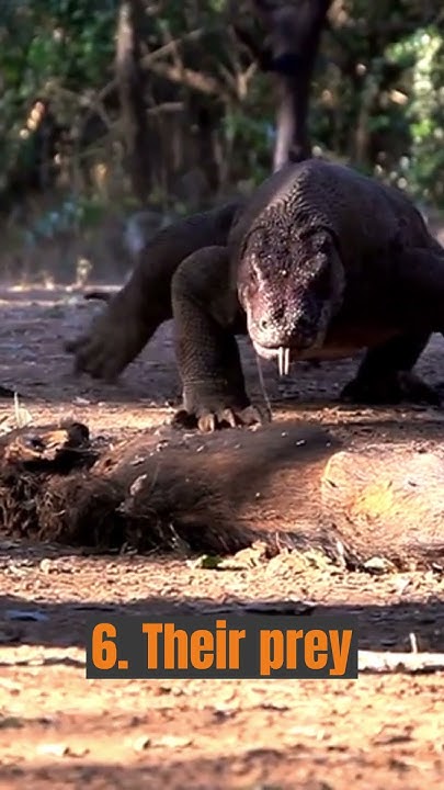 10 interesting facts about komodo dragons. - YouTube