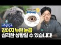 강아지 누런 눈곱! 심각한 상황일 수 있습니다!