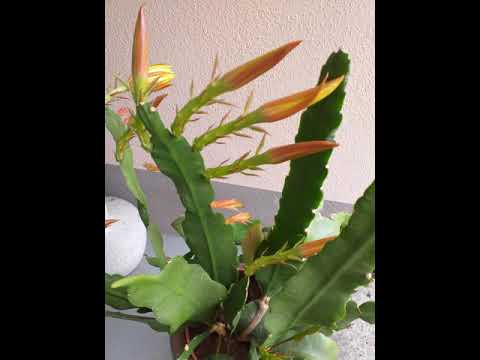 וִידֵאוֹ: What Is Epiphyllum - למד על זני קקטוס Epiphyllum שונים