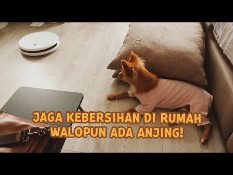 Video: 10 Cara Memiliki Anjing DAN Rumah yang Bersih