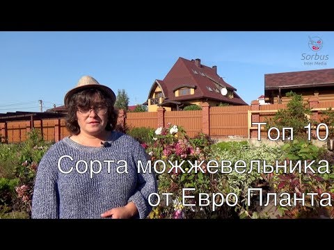 Видео: Какой можжевельник самый синий?