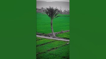 القارئ محمد الفقيه #القرآن_الكريم #quran #محمد_الفقيه #القرآن #تلاوة #المغرب #الجزائر #مصر
