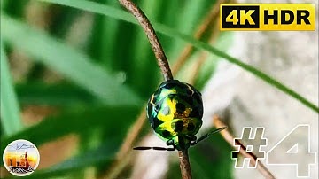 Hoa - Côn Trùng & Màu Sắc Rực Rở Của Thiên Nhiên lV | Video 4k