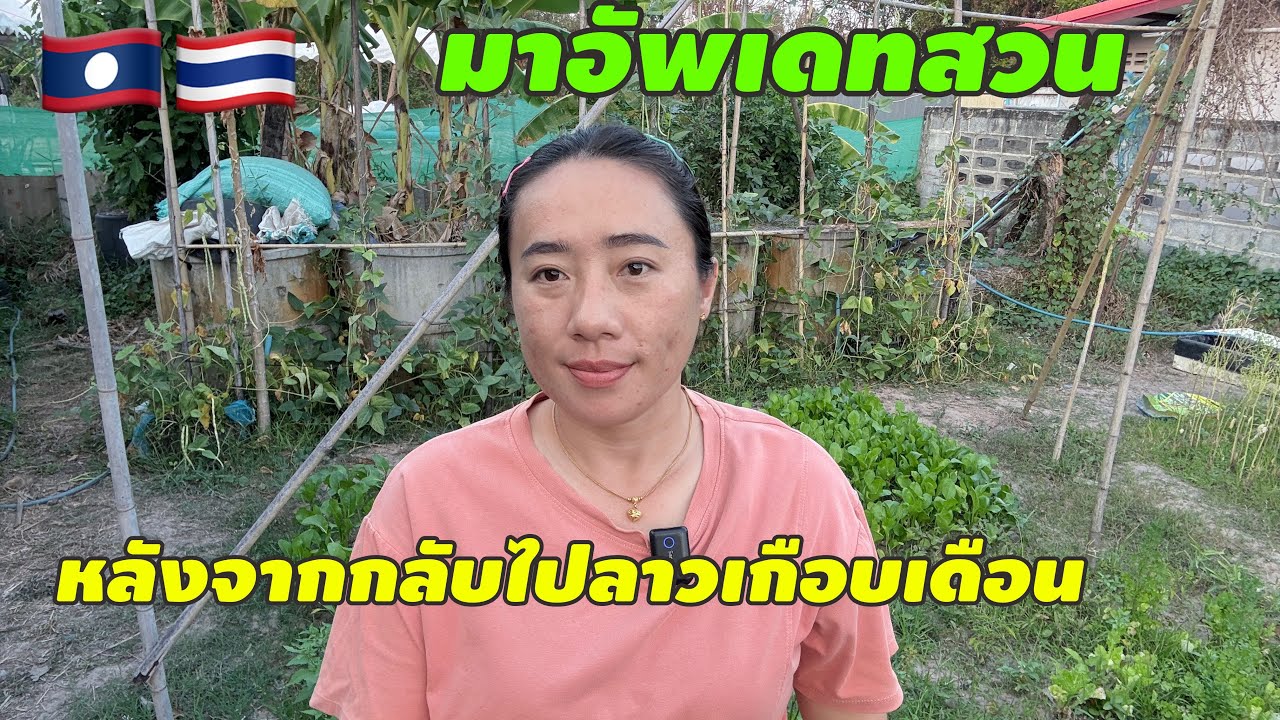 กลับมาอัพเดทสวนหลังจากกลับไปลาวเกือบเดือน ￼#สาวลาว #วิถีชาวบ้าน #food #cooking #สัมฤทธิ์รักต่างวัย 