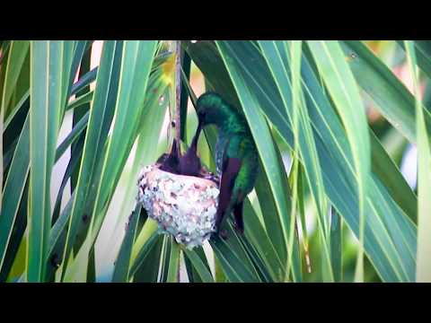 colibri alimentando sus bebes .Espero les guste
