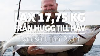 Laxtrolling, 17, 75 kilo lax – från hugg till håv