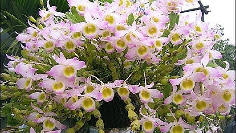 Hướng dẫn cách trồng lan hoàng thảo chuỗi ngọc vào gỗ nhãn