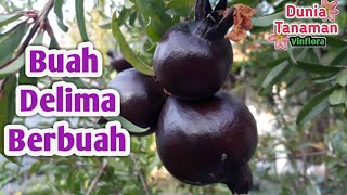 Download Lagu Pohon Delima Ungu Hitam Berbuah Banyak - Hasil Tanam dari Biji MP3