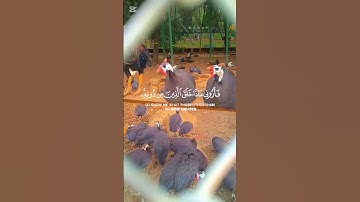 هذا خلق الله #سورة_لقمان#قرآن#قران-كريم#الدوسري#طيور#دجاج#حيوانات#حديقة