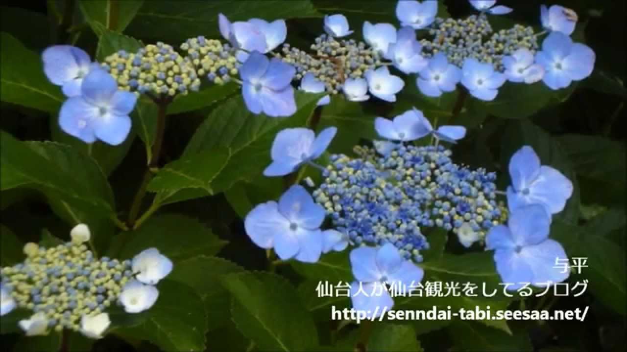 しばた紫陽花 あじさい まつり21 船岡城址公園 見頃と駐車場は ライトアップについても 宮城 子連れおでかけログ