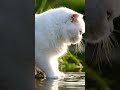 #funny ,#funnyvideo ,#catvideos ,#cuteanimals ,#cute
