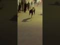 Kolhapur dog race 🚀😱 || kolhapur dog racing / dog race maharashtra || #shorts #arfyads