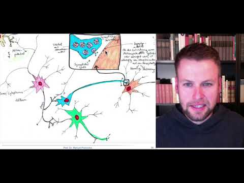 Neurobiologische Grundlagen 3 - Neuronen und Neurotransmitter