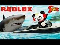 CHASED BY GIANT MEGALODON IN ROBLOX ! Combo Panda Escapes Roblox in Shark Bite !