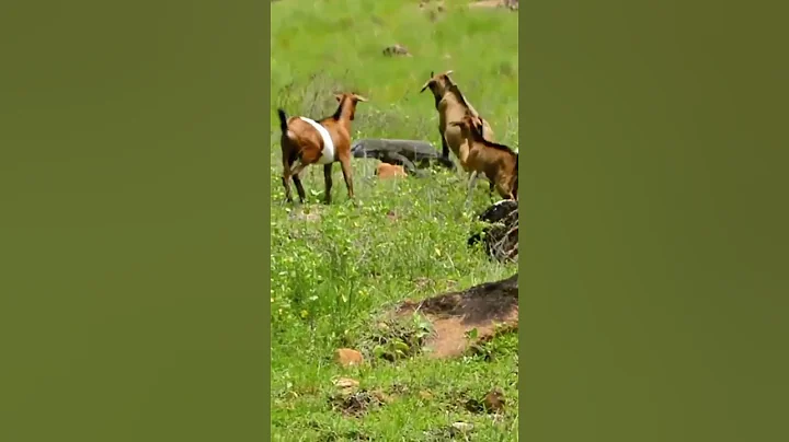 OMG😱Goat's ovary attacks Komodo dragons￼#viral #shorts