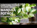 Manjula pothos complete care guide  everything you need to know about manjula pothos  money plant