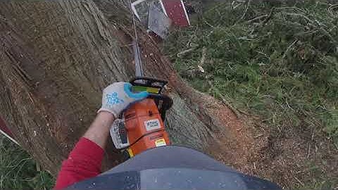 Rotten Cedar Tree Removal