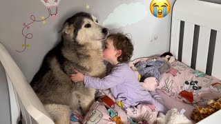 The Best Way To Wake Up My Baby! Bring The Husky!😭. [CUTEST VIDEO!!] by milperthusky 19,226 views 9 days ago 3 minutes, 2 seconds