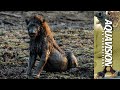 Male Lions get lucky when a Buffalo gets stuck in mud | Zambia Wildlife | HD Stock Footage