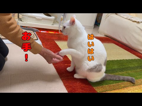 ご飯のためならお手もオカワリもこなす弟猫が可愛いすぎる