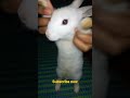 Very cute rabbit baby Dhruv pal vlogs # rabbit