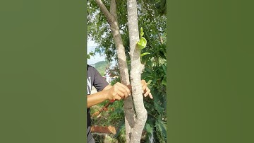 Possible to airlayer big tree?  #agribuzz #airlayering