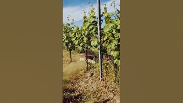 This Orchard Weeder is a #GameChanger! 🤯🌳 (Arrizza Single Mower).