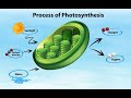 Photosynthesis   lets learn how plants make their own food   lets enjoy science