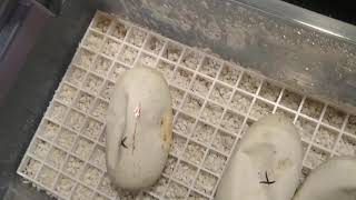 Ball python egg cutting Fire x Cinnamon to Butter x Pastel x Fire Part1