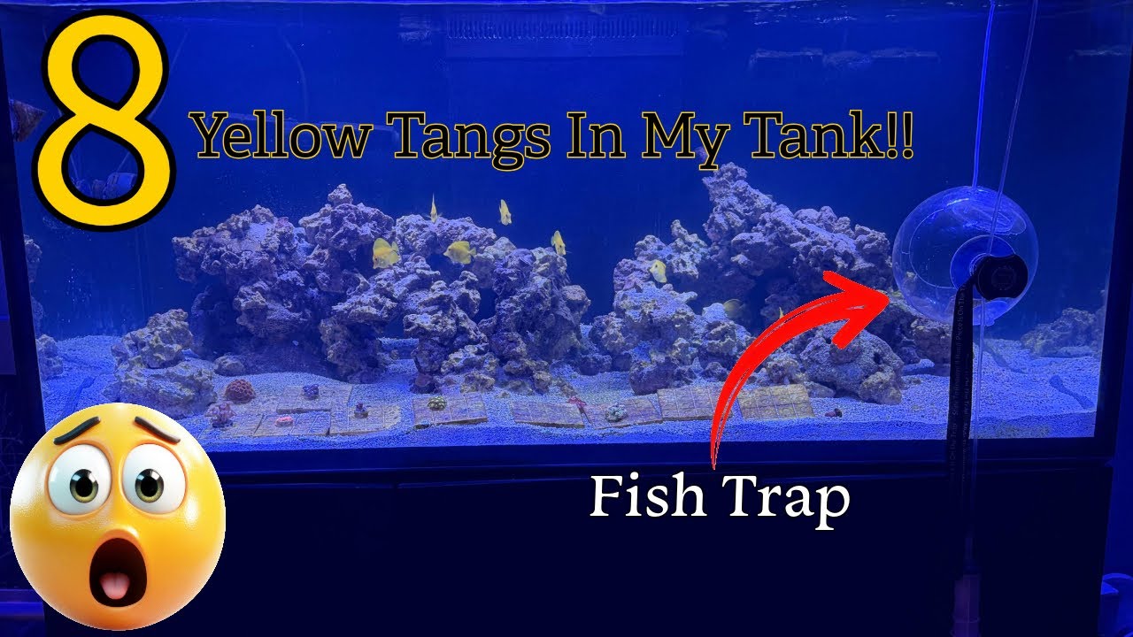 8 Yellow Tangs in my Saltwater Tank!!!