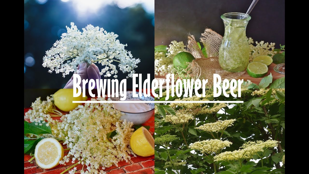 How to Make Elderflower Beer, Ale, or Champagne at Home Process, Tips