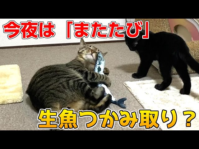 ケージから1年以上出てこないシャム猫にまたたび！ - YouTube