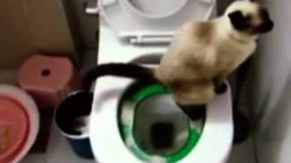 Система приучения кошек к туалету Litter Kwitter