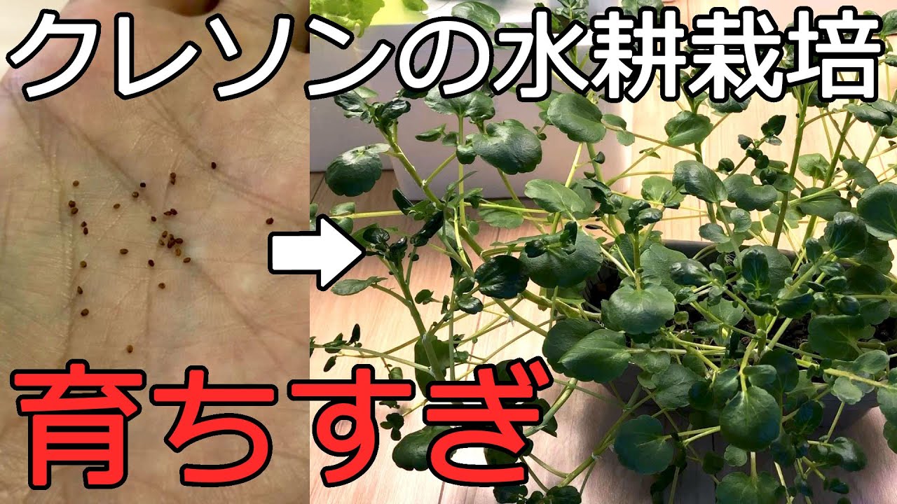 Cress Hydroponic Cultivation: Astonishingly Fast Growth from Seeds