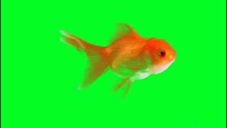 video layar hijau ikan emas ।।