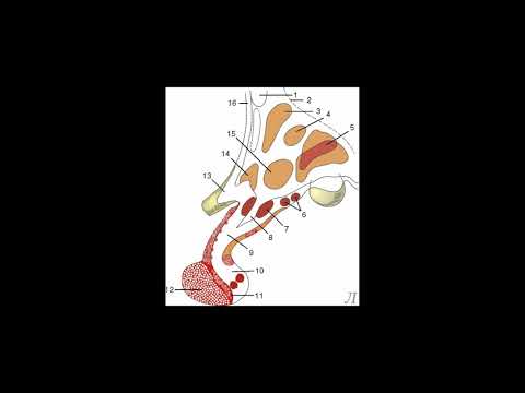 11.15 Подробное разъяснение. Гипоталамус