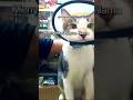Ferrum di masa isolasi pasca perawatan FLUTD #niratisaya #serrumandthegang #ferrum #catvideos