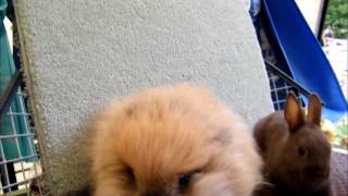 LionHeads as a Pet by Whispering Pines MicroFarm 139,775 views 7 years ago 27 minutes