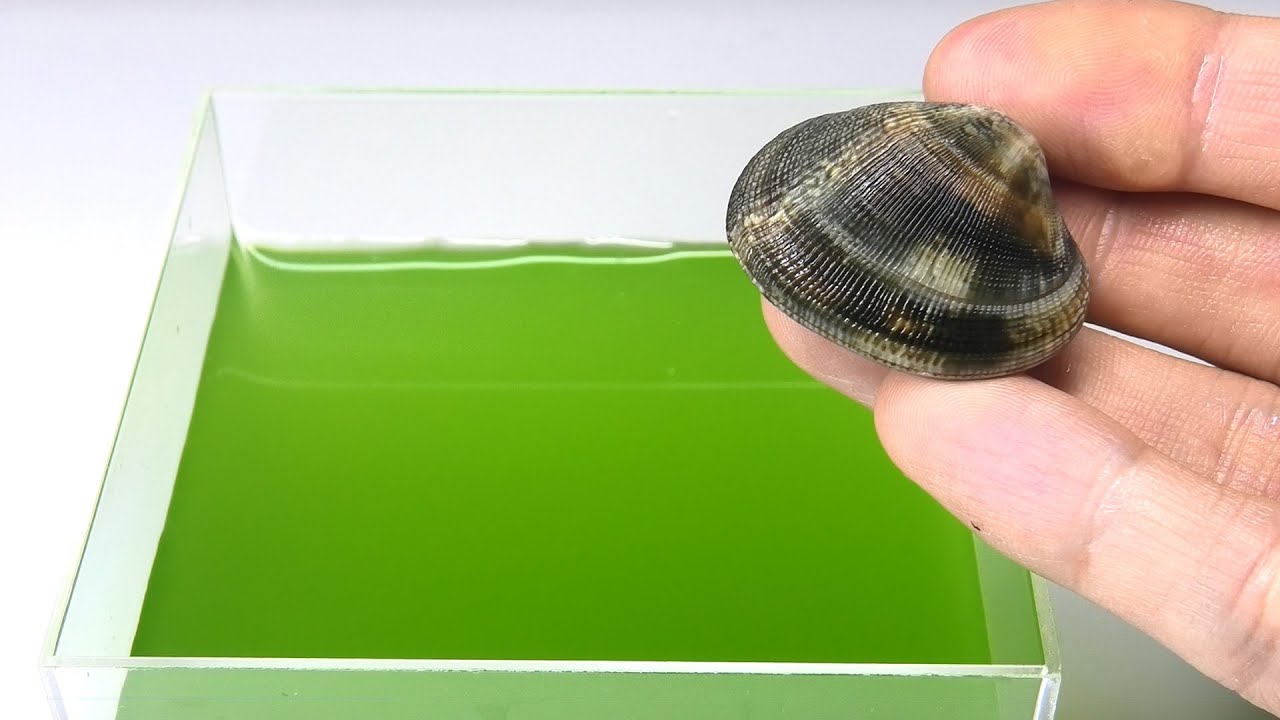 If you put clams from the supermarket into polluted water - YouTube