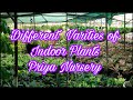 Different types  of indoor plants priya nursery ramiyas gardening and travel vlogs