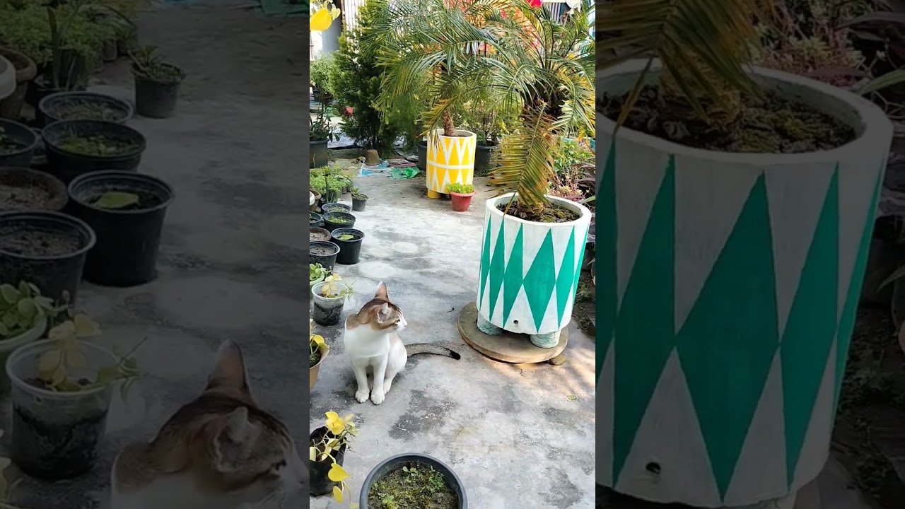 cat trying to catch 🦋 butterfly 