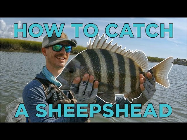 Toadfish Spinning Rod Review (Top 3 Pros & Cons) 